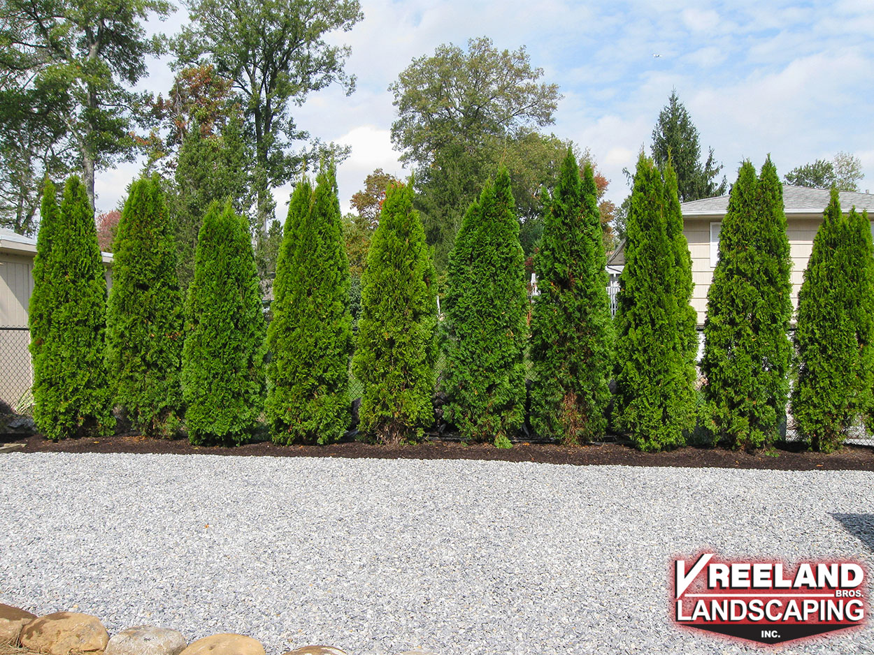 Oak Ridge, NJ, New arbor vitae privacy hedge and gravel driveway 