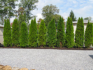 Oak Ridge, NJ - New arbor vitae privacy hedge and gravel driveway - Vreeland Brothers Landscaping