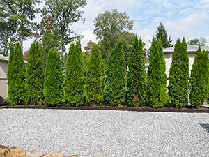 Oak Ridge, NJ - New arbor vitae privacy hedge and gravel driveway - Vreeland Landscapes